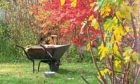 Working amid the damp and the fallen leaves, the autumn brings a cascade of colour to trees and shrubs