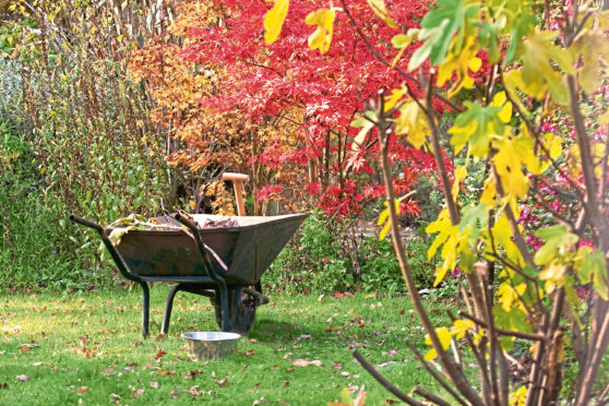 Working amid the damp and the fallen leaves, the autumn brings a cascade of colour to trees and shrubs