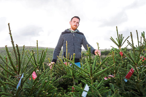 Workers at Murial Farm near Insch in Aberdeenshire begin to harvest this years crop of Christmas Trees as they prepare for the festive season.