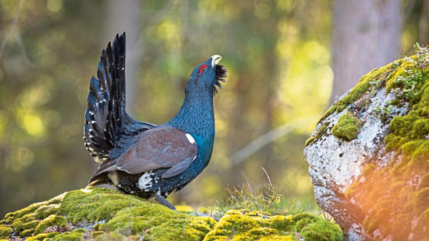 A Capercaillie