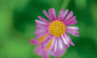 A macro shot of the pink fading bloom of an erigeron plant.