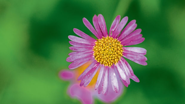 A macro shot of the pink fading bloom of an erigeron plant.