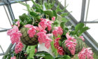 Medinilla magnifica, as seen in the movie adaptation of Rebecca, is easy to maintain