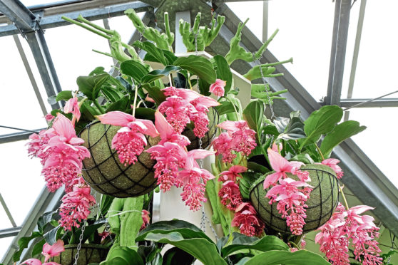 Medinilla magnifica, as seen in the movie adaptation of Rebecca, is easy to maintain