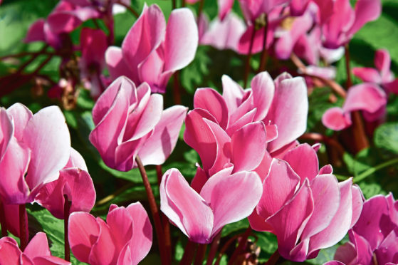 The pink and white flowers of the cyclamen hederifolium are guaranteed to brighten up the mood in your garden in the dark days of winter