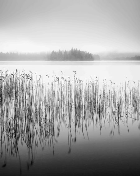 Chris Lauder, 'Reeds on Loch Ard'