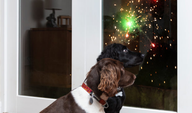 Dogs on bonfire night