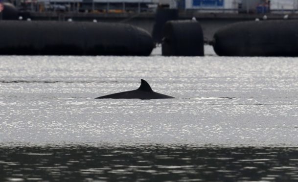 A northern bottlenose whale near HMNB Clyde at Faslane