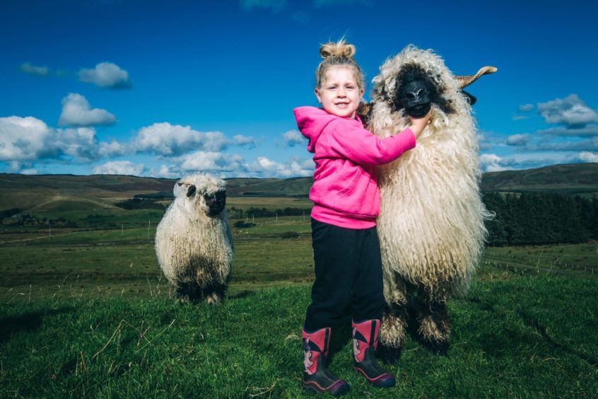 Ava with one of the sheep