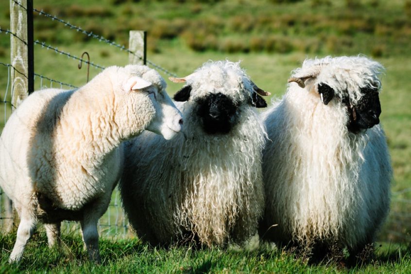 A Dorset Down surrogate mother, left, with a Blacknose lamb and Valais Blacknose mother
