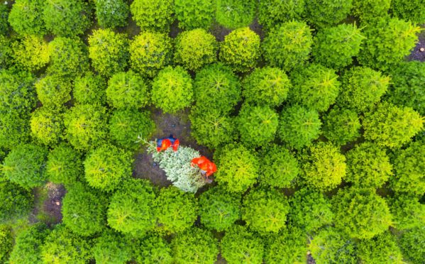 Christmas trees are harvested by the Kilted Tree Company in a plantation near Milnathort in Perth and Kinross.