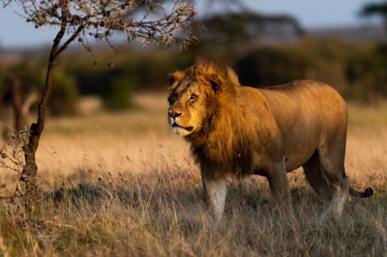 A male lion in the Naboisho Conservancy.
