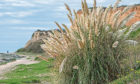 Pampas bushes grow well in seaside conditions.