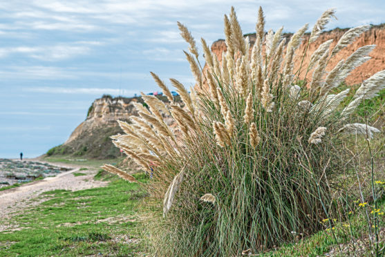 Pampas bushes grow well in seaside conditions.