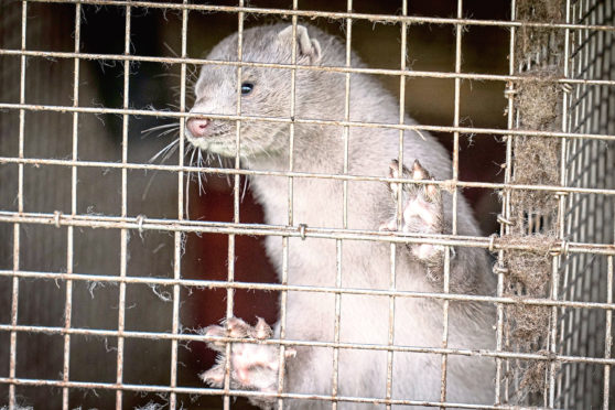 Minks in a fur farm in Gjoel in North Jutland, Denmark. They had to be culled after a mutation of the Coronavirus was found present.