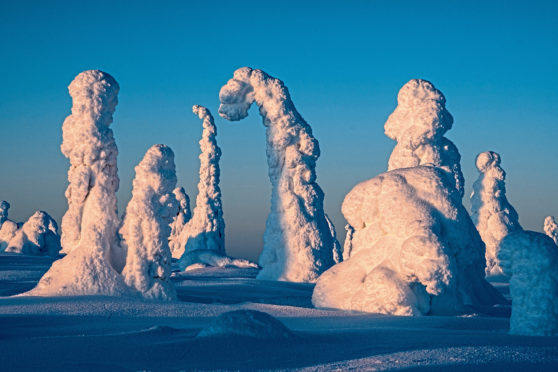 Tykky covers the trees in Finland’s Riisitunturi National Park​