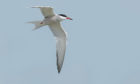 Arctic terns have been known to travel 60,000 miles