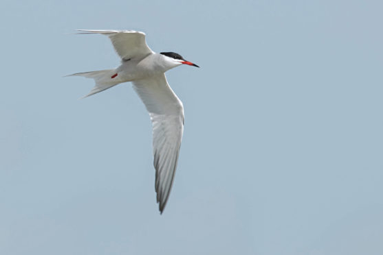 Arctic terns have been known to travel 60,000 miles