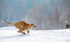 A Siberian tiger races after its prey but the species is elusive, roaming across large areas of                         mountains and forests in the Russian taiga, which makes immunisation particularly difficult.