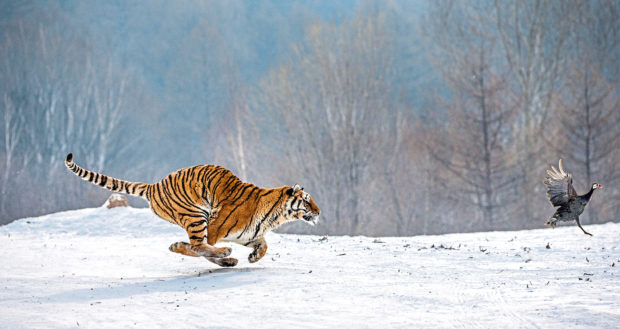 A Siberian tiger races after its prey but the species is elusive, roaming across large areas of                         mountains and forests in the Russian taiga, which makes immunisation particularly difficult.