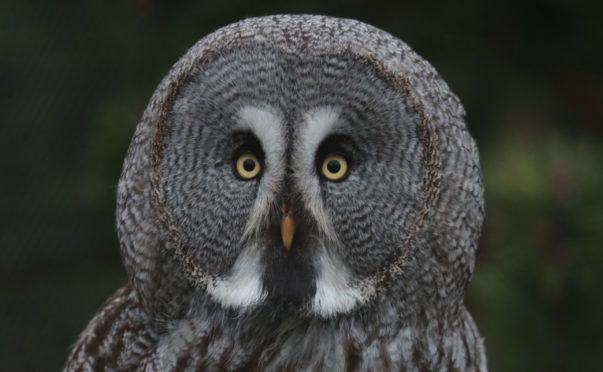 A tawny owl at at Bird Gardens Scotland, a sanctuary near Lauder in the Borders