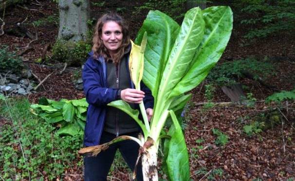 Emily Iles of the Tweed Invasives Project with some of the skunk cabbage in Peebles in the Scottish Borders
