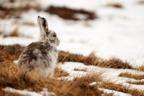 A mountain hare.