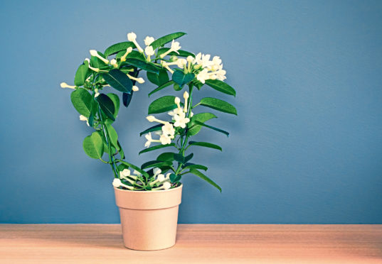 The heat-loving stephanotis fills homes with its intoxicating perfume