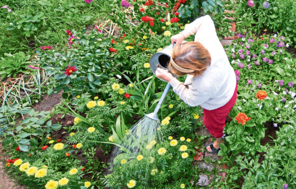 Focusing on plants has provided much-needed distraction from the challenges 
of lockdown for experienced gardeners