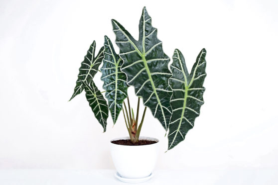 Bigger plants like the alocasia amazonica sanderiana, with its arrow-shaped leaves, will fill empty rooms