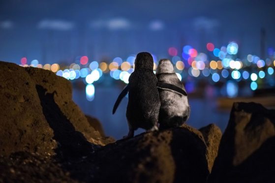 Two widowed penguins comforting each other has won the Community Choice Award at Oceanographic magazine's Ocean Photography Awards 2020.