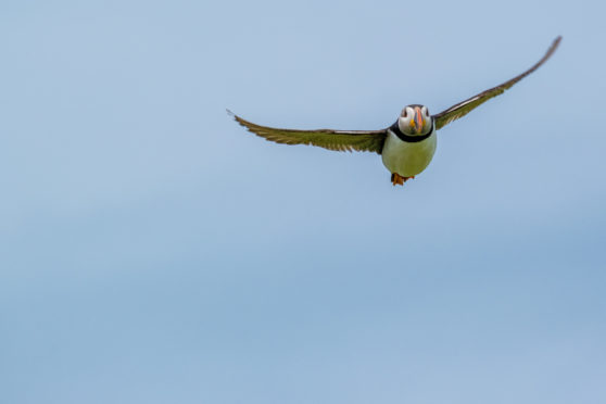 Puffins arrive to nest in Scotland in the spring