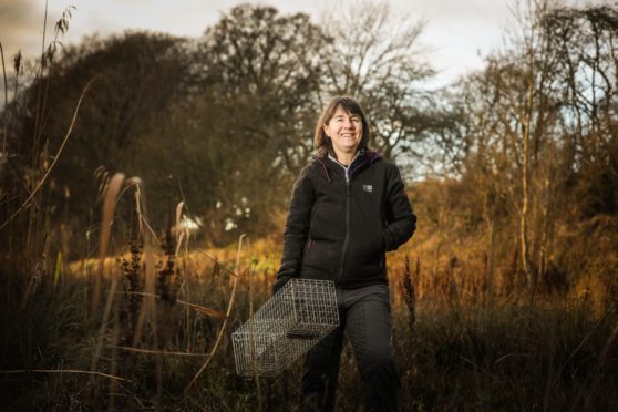 Volunteer Ali Thornton from the Scottish Invasive Species Initiative carries a trap at the Tay Reedbeds