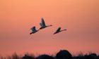A flock of Bewick's swans at sunset