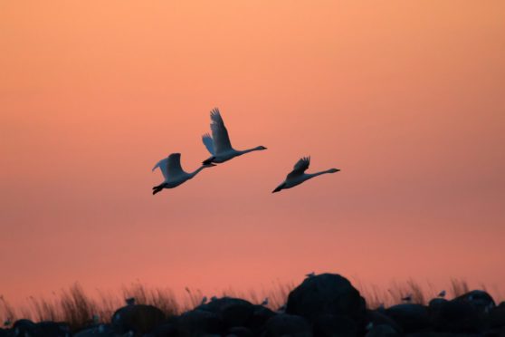 A flock of Bewick's swans at sunset