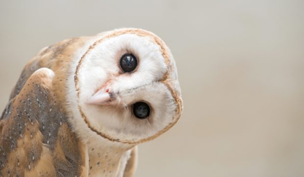 Common barn owl