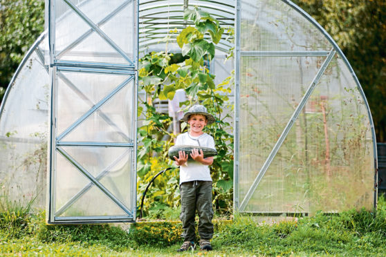 Roll on March, when Agnes’s super-sized greenhouse is delivered and 
she’ll be happily locked down growing delights such as Green Zebras