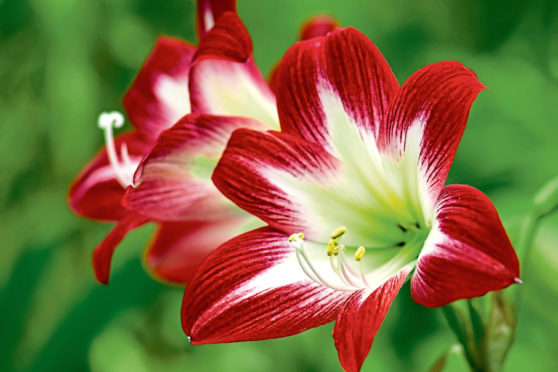 Missing the decorations? Amaryllis flowers bring light and colour back to homes