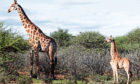 Dwarf giraffe Nigel, right, alongside an adult male on the Namibian plain