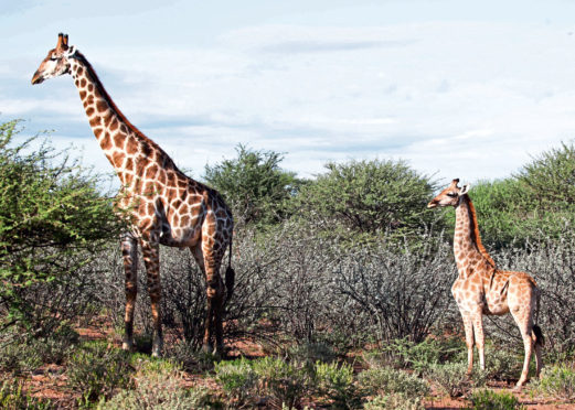 Dwarf giraffe Nigel, right, alongside an adult male on the Namibian plain