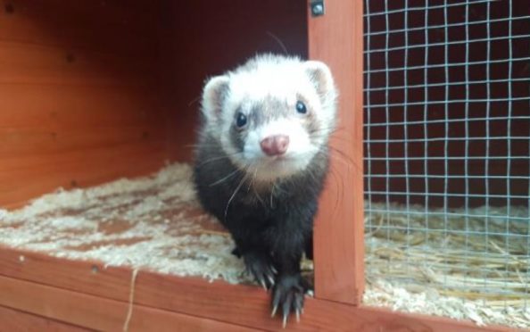 MacTavish the ferret.