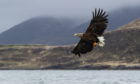 The white-tailed eagle has been successfully reintroduced to Fife
