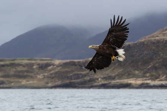 The white-tailed eagle has been successfully reintroduced to Fife