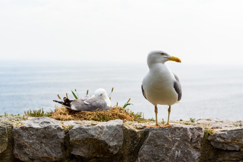 Urban seagulls are going hungry due to the drop in pickings from takeaways and restaurants 
as people have not 
been eating out