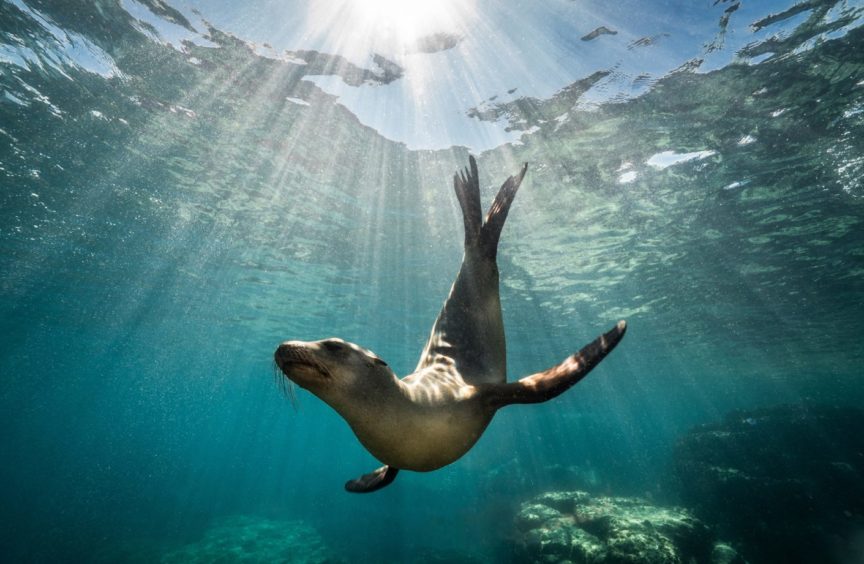 Seals are suffering disturbance during the pupping season as more people were walking on beaches and they are very wary of dogs