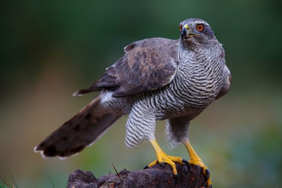 The goshawk has a fiercely expressive face as it scans the fields and trees for prey