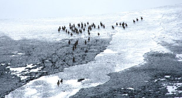 Red deer travel across the snow-covered moors of Mar Lodge Estate in Aberdeenshire