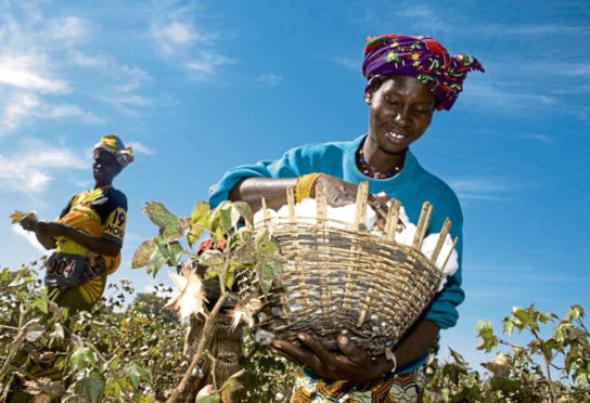 Fairtrade-supported farmer Mamouna Keita gathers crops in Batimaka, a village in the cotton-growing region of Kita, Mali