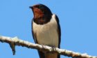 Swallows are enjoying a double benefit as they feed on insects and can more easily attract mates in a quieter environment