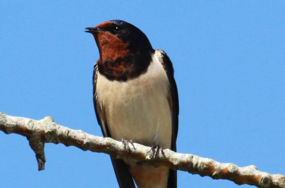 Swallows are enjoying a double benefit as they feed on insects and can more easily attract mates in a quieter environment